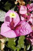 BOUGAINVILLEA - Bougainvillea glabra - 30ml