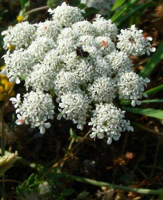 CAROTTE (daucus carotta) BIO, apiacées - en 2ml, 5ml, 10ml