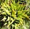 ARAUCARIA - Araucaria araucana - 30ml