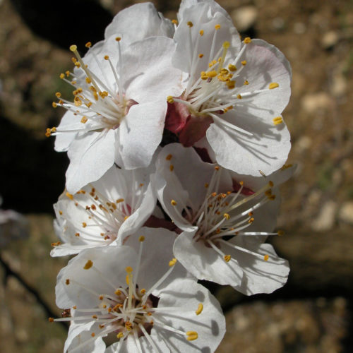 Abricotier - Prunus armeniaca - 10 ml