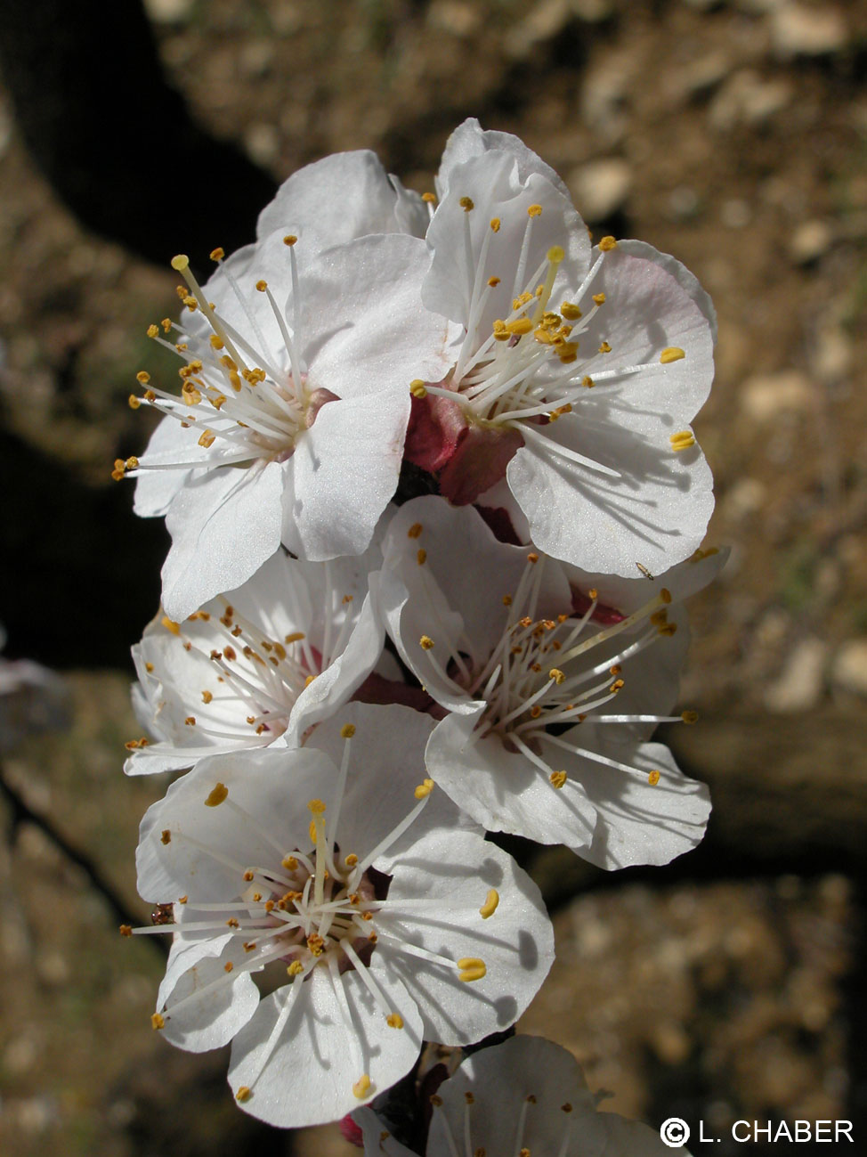 Abricotier - Prunus armeniaca - 10 ml 2 Abricotier - Prunus armeniaca - 10 ml