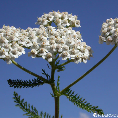 Achillée blanche - Achillea millefolium - 10 ml
