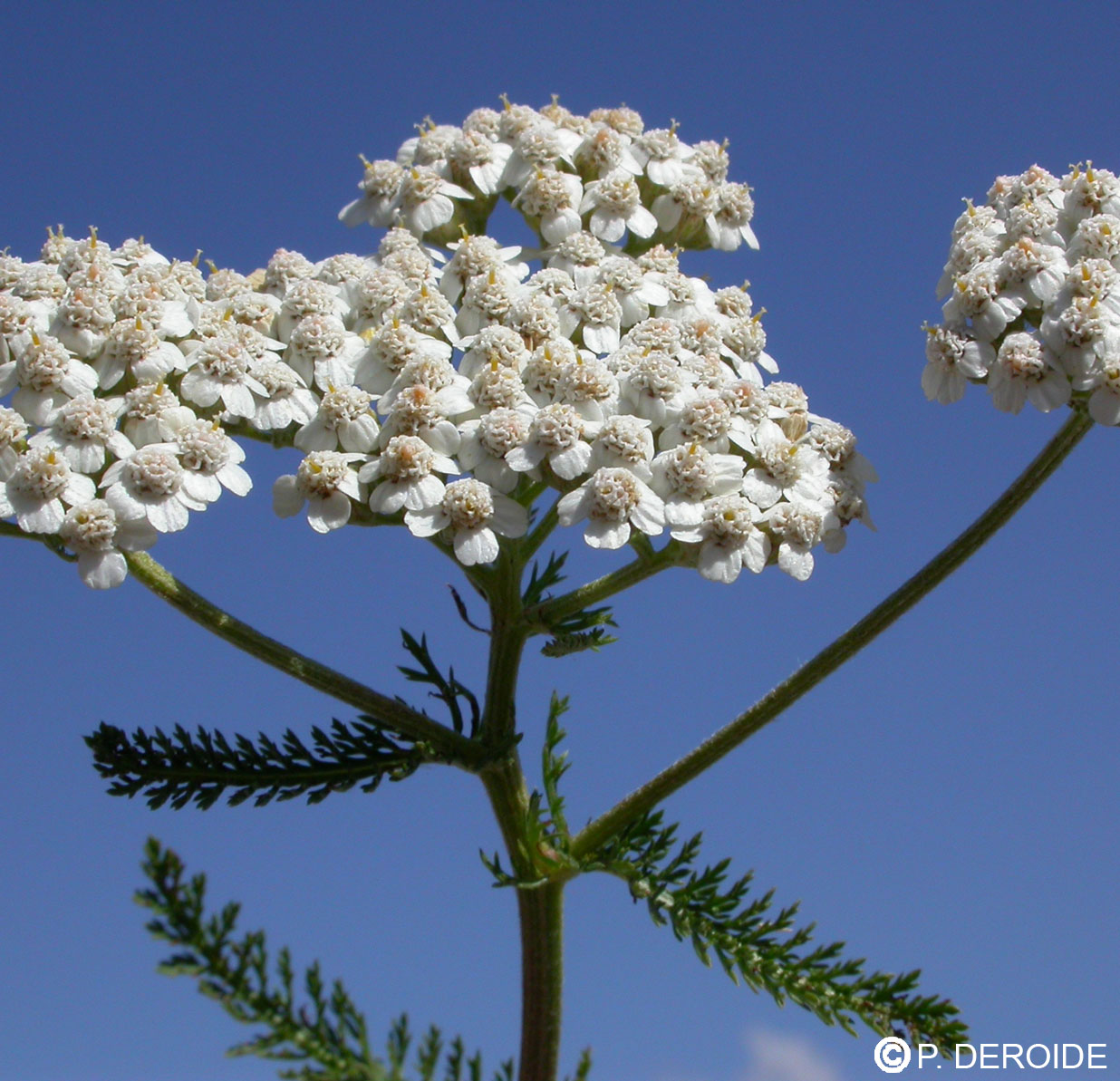 Achillée blanche - Achillea millefolium - 10 ml 2 Achillée blanche - Achillea millefolium - 10 ml