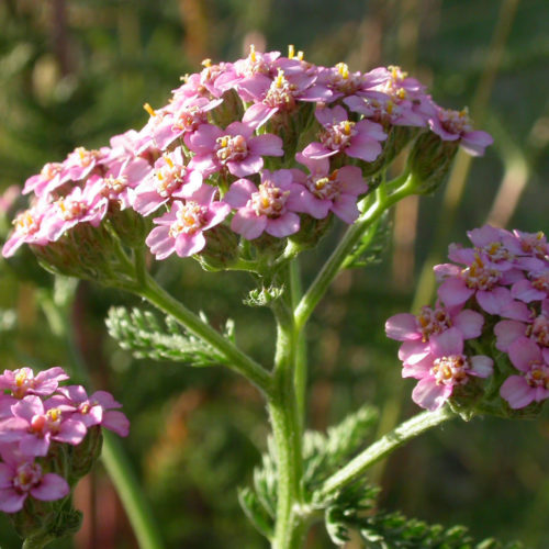 Achillée rose - Achillea millefolium - 10 ml