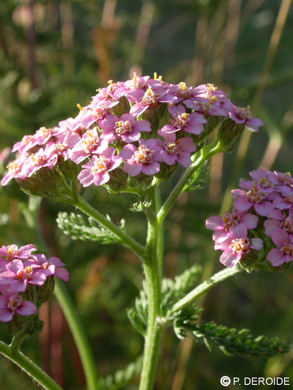 Achillée rose - Achillea millefolium - 10 ml 2 Achillée rose - Achillea millefolium - 10 ml