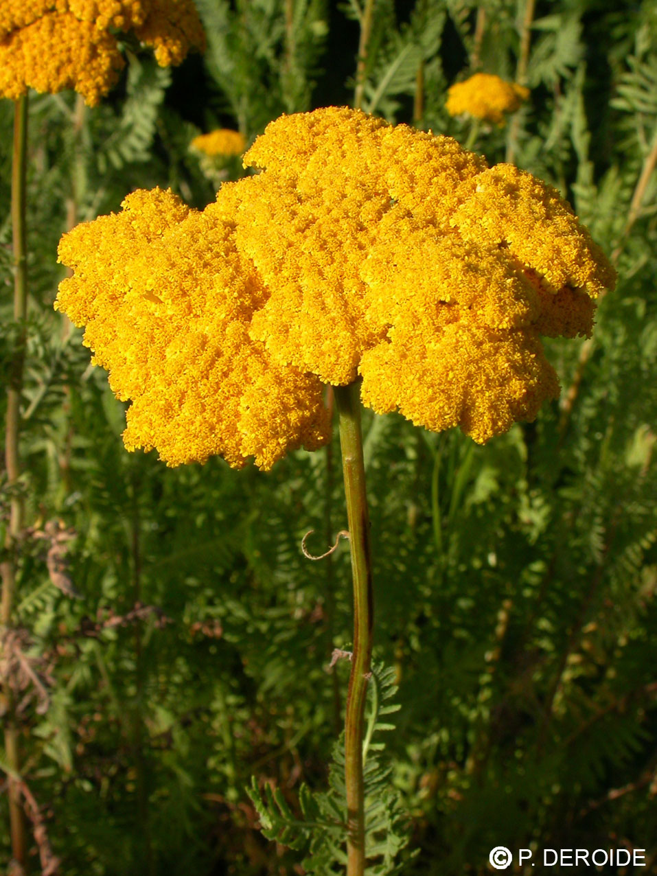 Achillée jaune - Achillea filipendulina -10 ml 2 Achillée jaune - Achillea filipendulina -10 ml