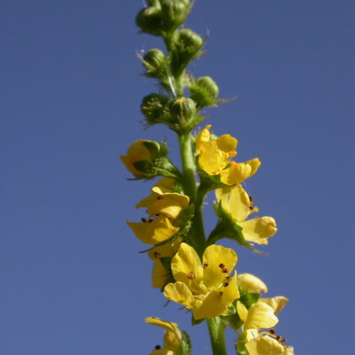 Aigremoine - Agrimony - No 01 (10ml)