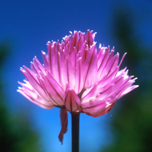 Ail sauvage - Allium sativum - 10 ml