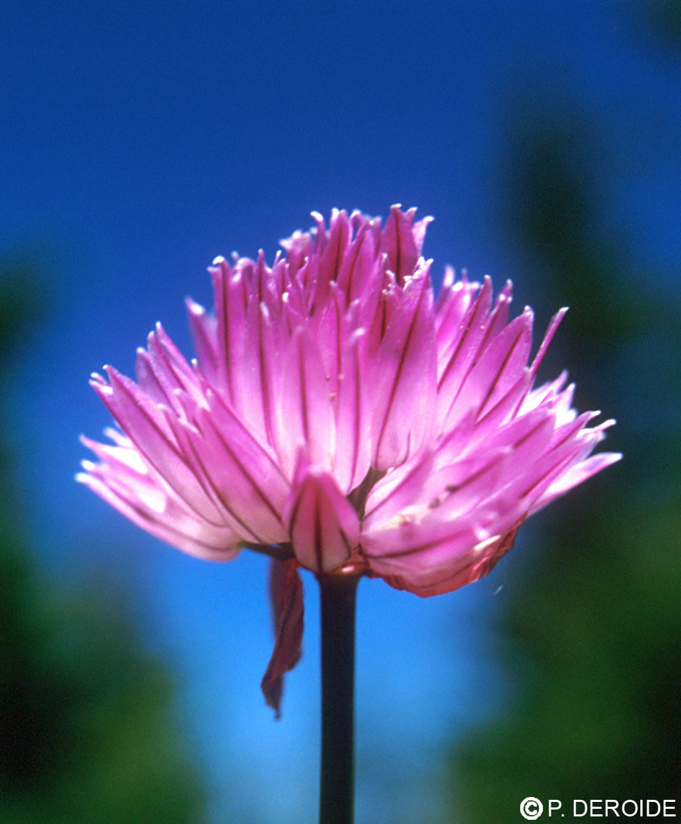 Ail sauvage - Allium sativum - 10 ml 2 Ail sauvage - Allium sativum - 10 ml