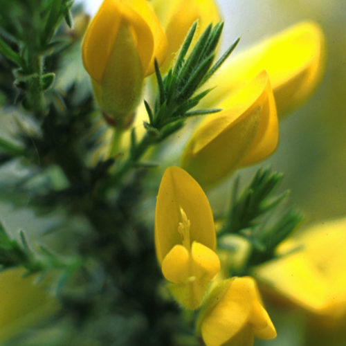 Ajonc - Gorse - No 13 (30ml)