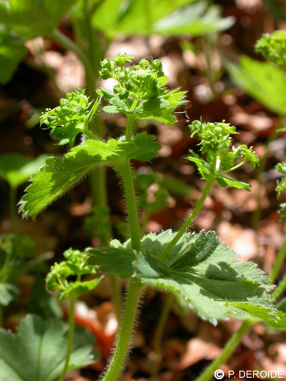 Alchémille commune - Alchemilla vulgaris - 10 ml 2 Alchémille commune - Alchemilla vulgaris - 10 ml