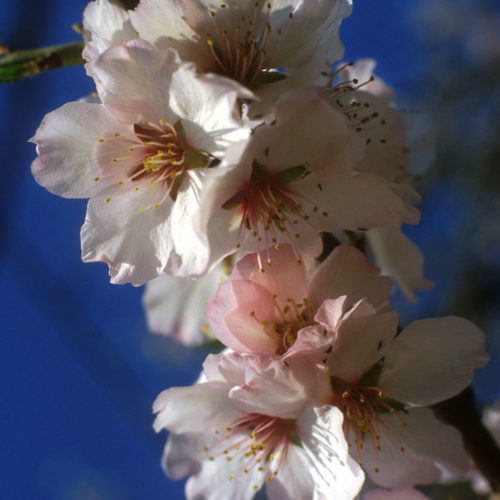 Amandier - Prunus amygdalus- 10 ml