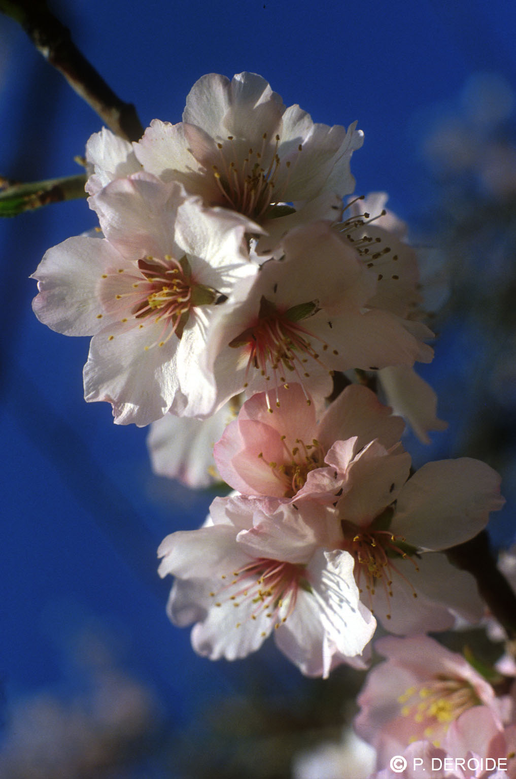 Amandier - Prunus amygdalus- 10 ml 2 Amandier - Prunus amygdalus- 10 ml