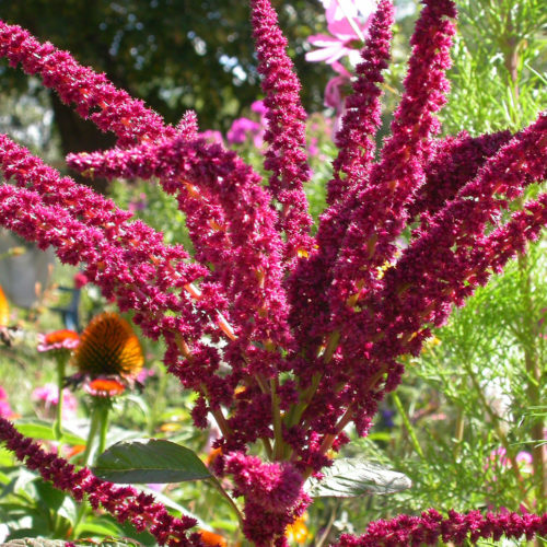 Amaranthe - Amaranthus caudatus - 10 ml