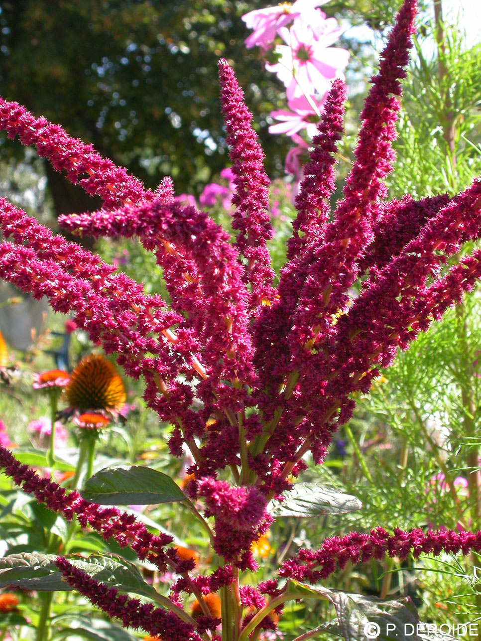 Amaranthe - Amaranthus caudatus - 10 ml 2 Amaranthe - Amaranthus caudatus - 10 ml