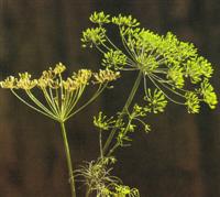 Aneth - Anethum graveolens - 10 ml