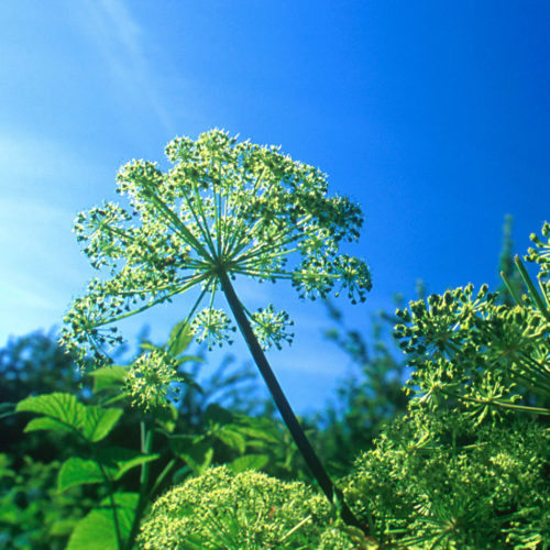 Angélique - Angelica archangelica - 10 ml