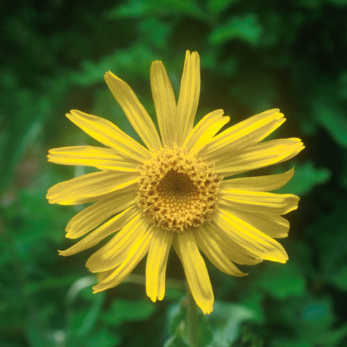 Arnica - Arnica montana - 10 ml