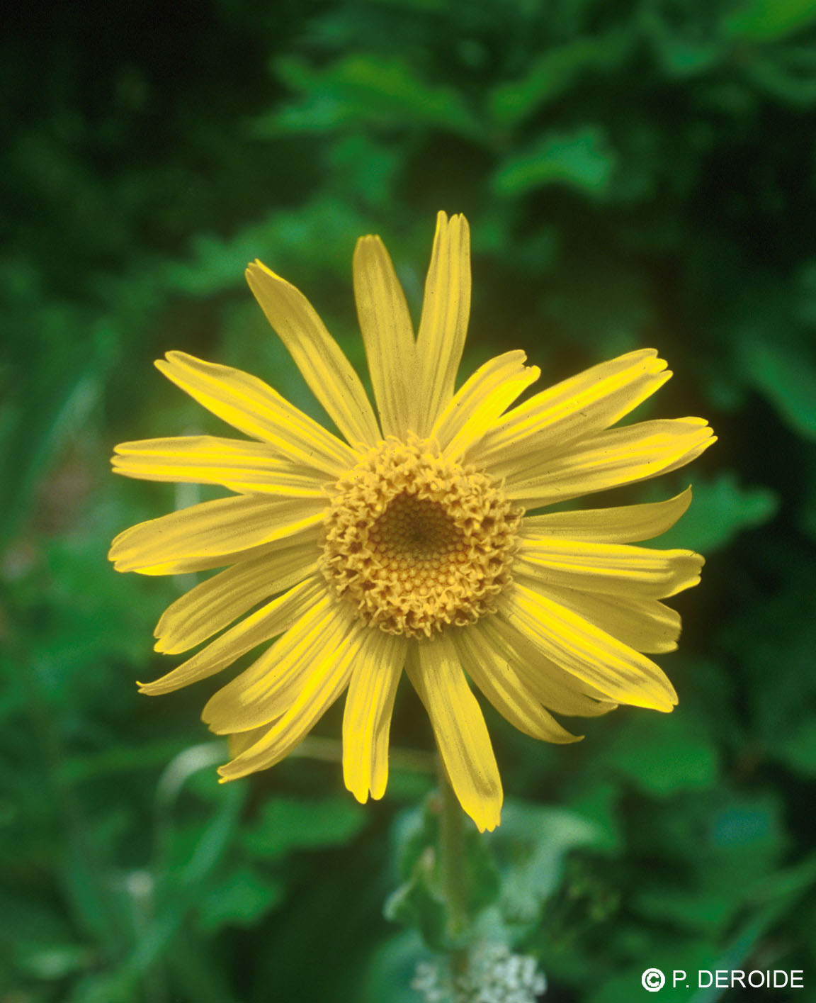 Arnica - Arnica montana - 10 ml 2 Arnica - Arnica montana - 10 ml