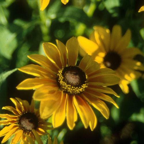 Rudbeckia (Black-Eyed-Susan) - Rudbeckia hirta - 10 ml