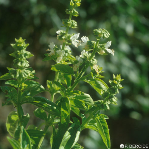 Basilic - Ocymum basilicum - 10 ml