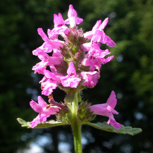 Bétoine - Stachys officinalis - 10 ml