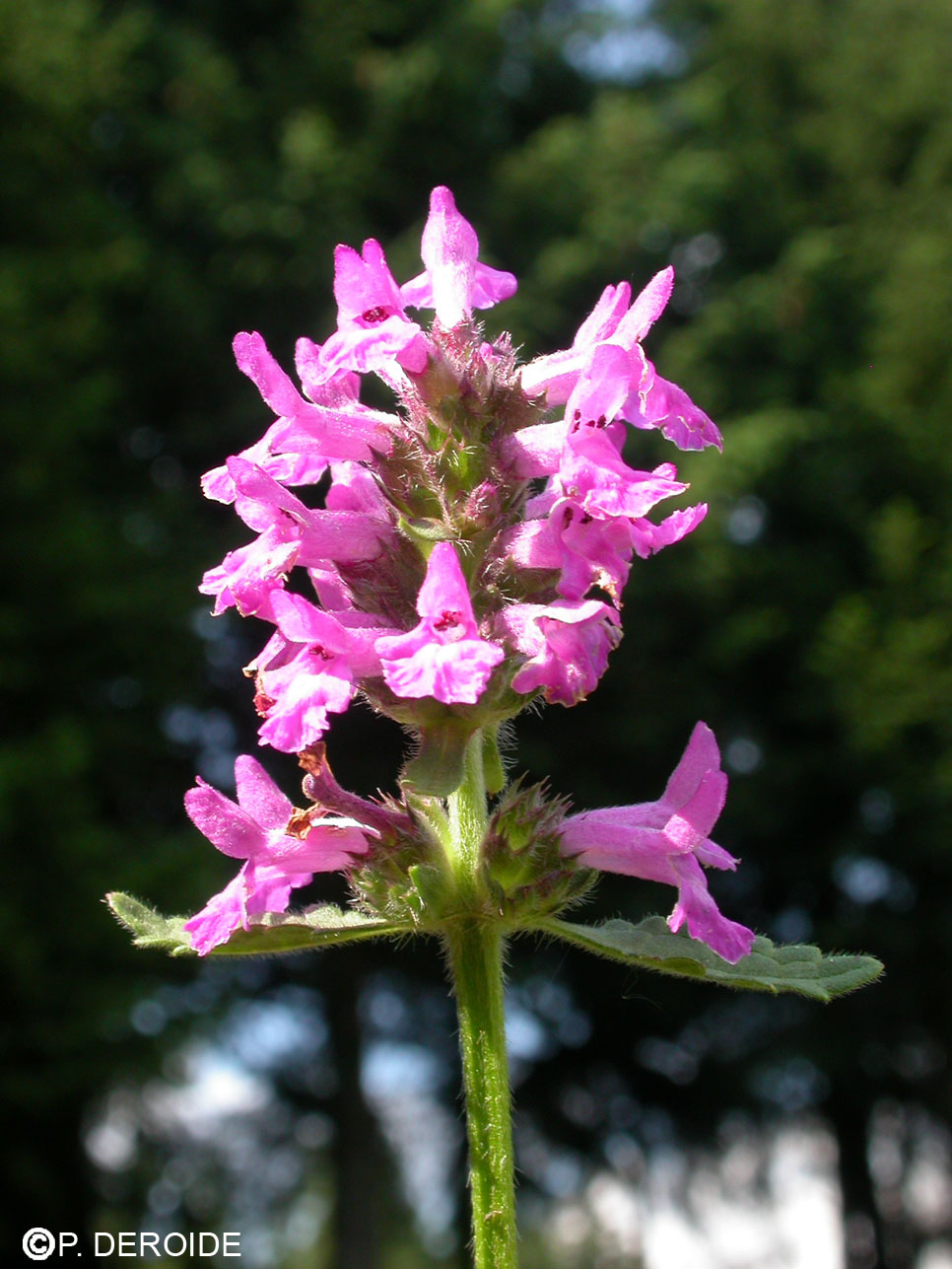 Bétoine - Stachys officinalis - 10 ml 2 Bétoine - Stachys officinalis - 10 ml