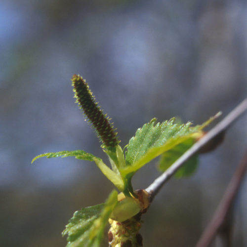 Bouleau - Betula pendula - 10 ml