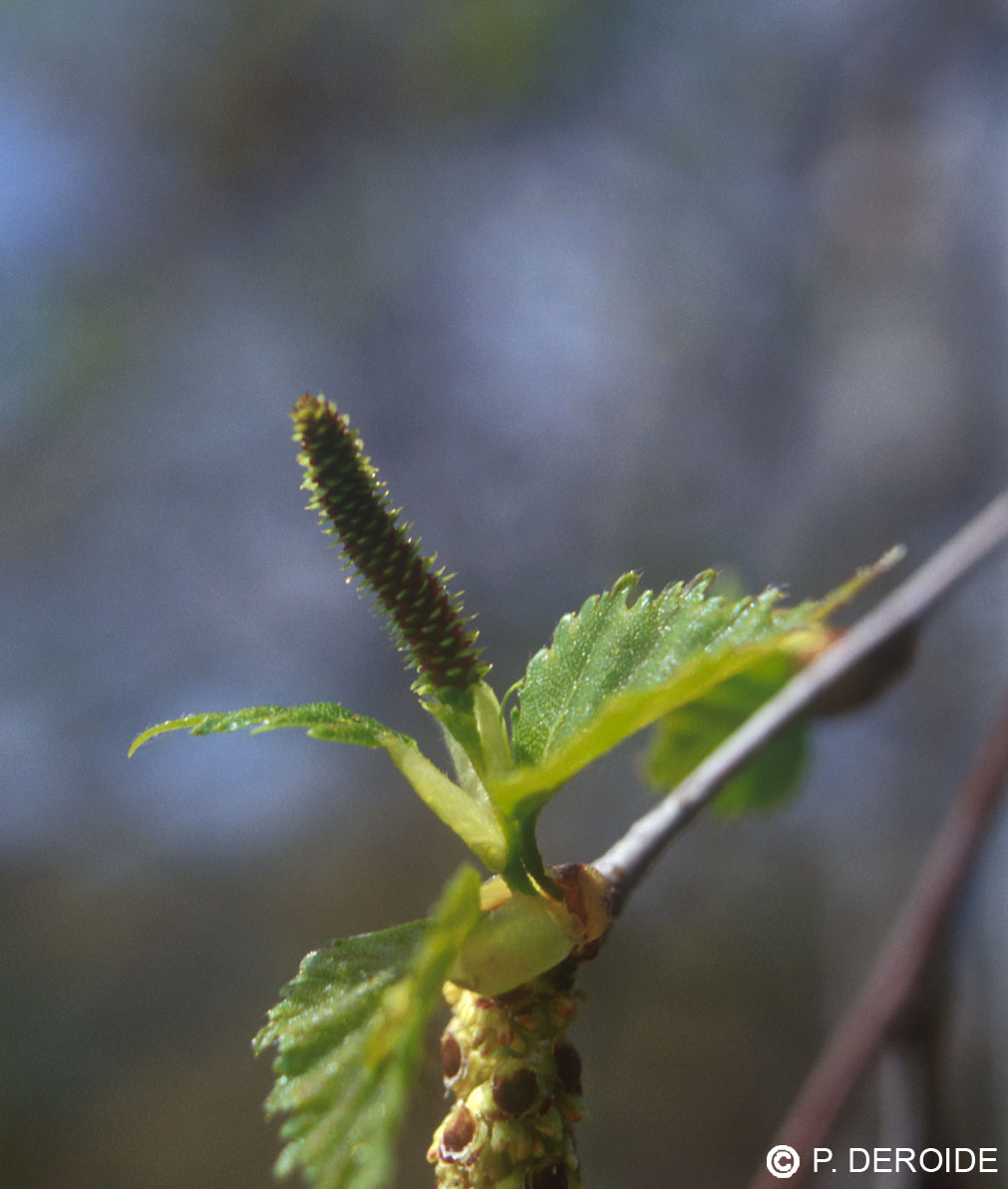 Bouleau - Betula pendula - 10 ml 2 Bouleau - Betula pendula - 10 ml