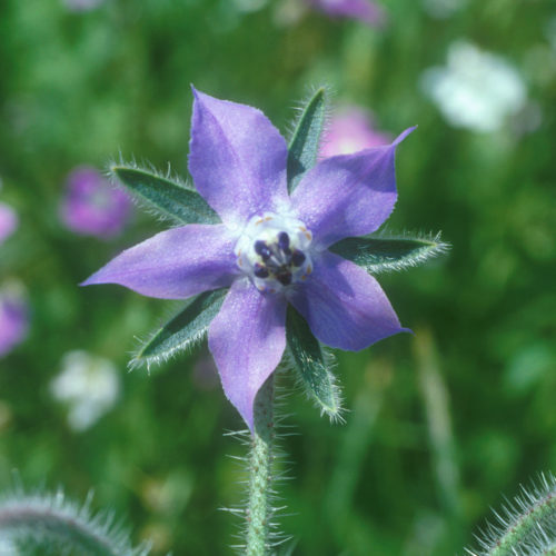 Bourrache - Borago officinalis - 10 ml