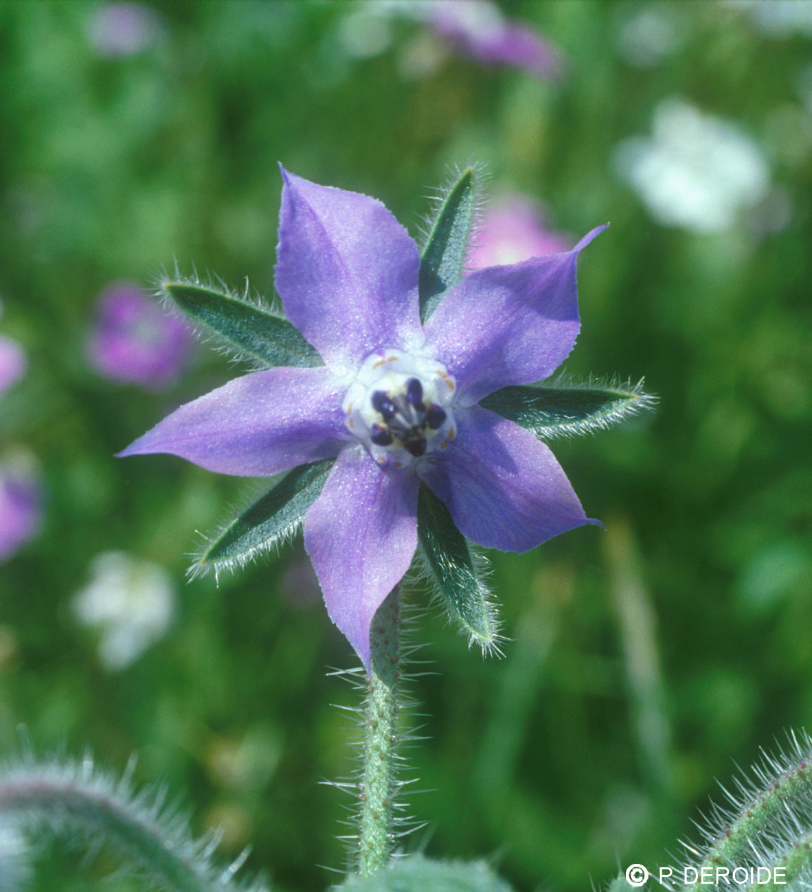 Bourrache - Borago officinalis - 10 ml 2 Bourrache - Borago officinalis - 10 ml