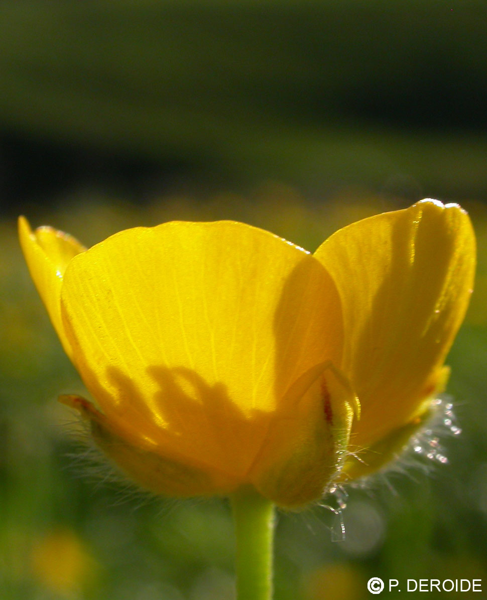 Bouton d'or - Ranunculus acris - 10 ml 2 Bouton d'or - Ranunculus acris - 10 ml