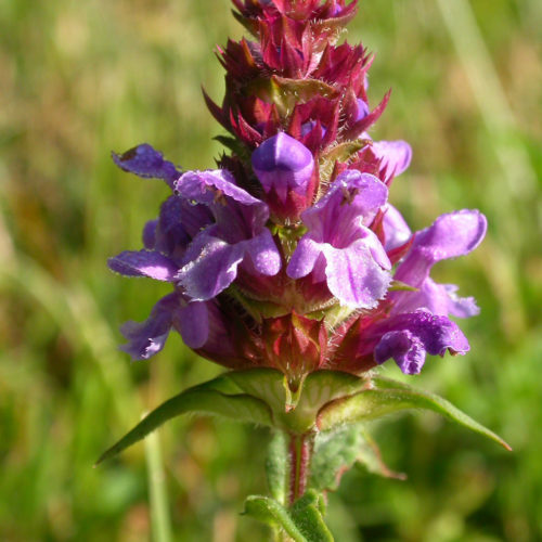 Brunelle - Prunella vulgaris - 10 ml