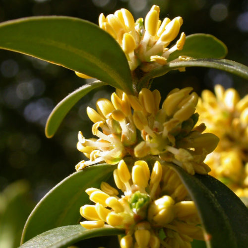 Buis - Buxus sempervirens - 10 ml