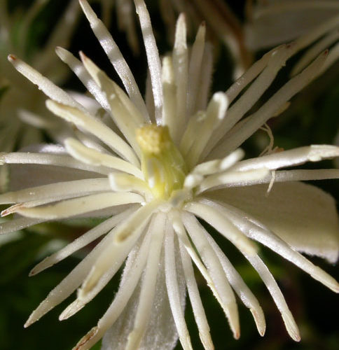 Clématite - Clematis - No 9 (10ml)