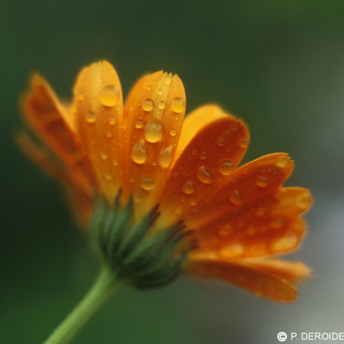 Calendula - Calendula officinalis - 10 ml