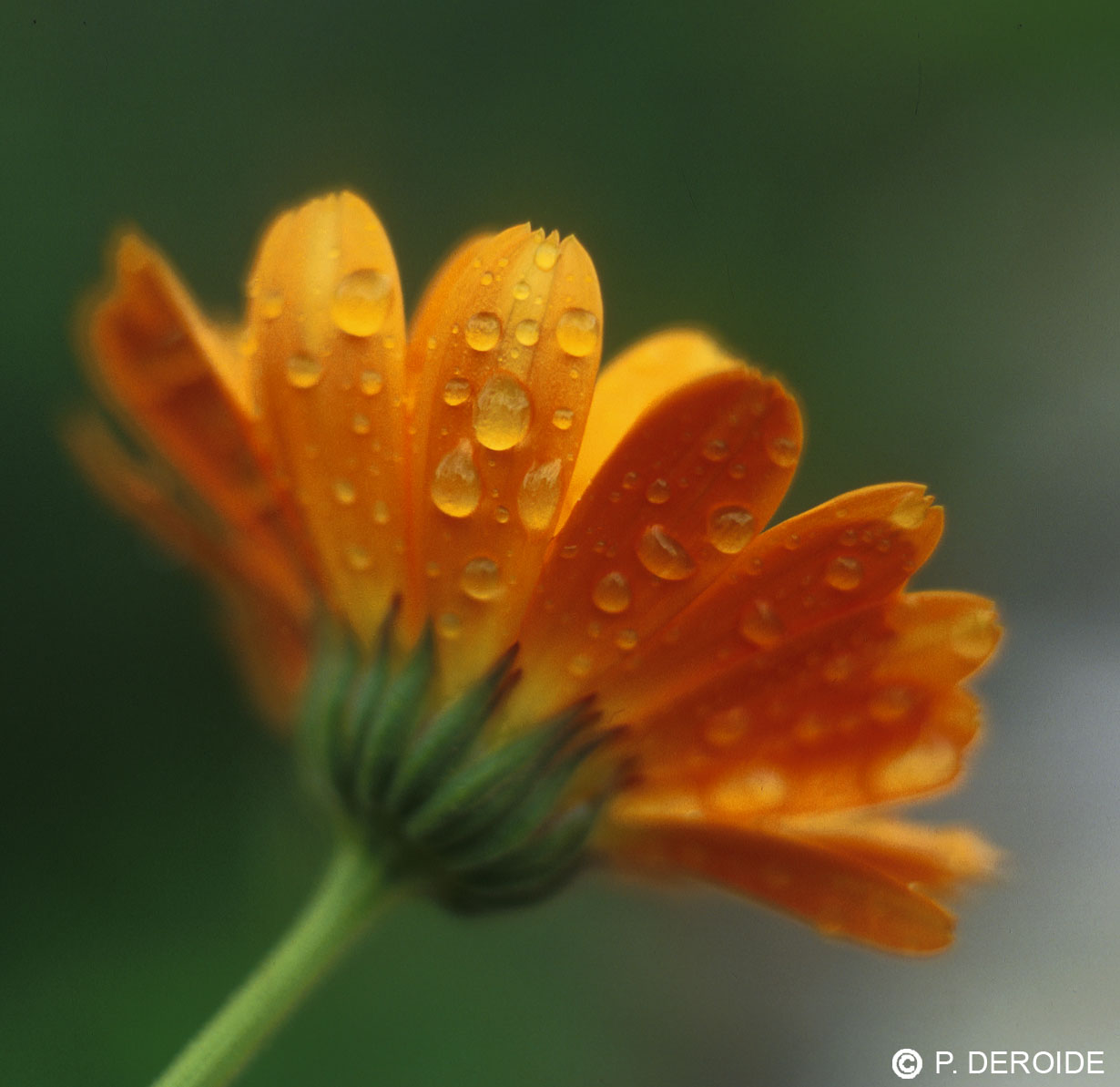 Calendula - Calendula officinalis - 10 ml 2 Calendula - Calendula officinalis - 10 ml