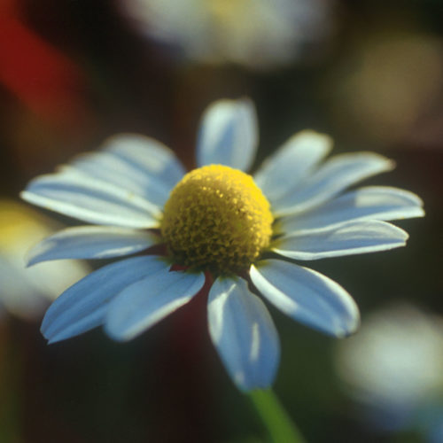 Camomille - Matricaria recutita - 10 ml