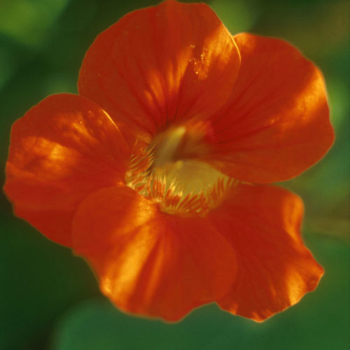 Capucine - Tropaeolum majus- 10 ml