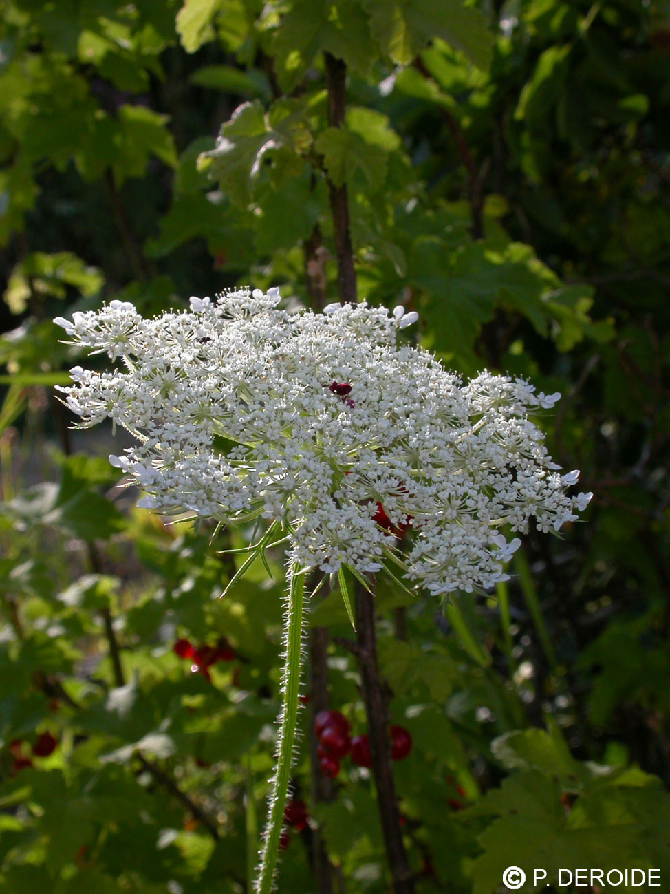 Carotte sauvage - Daucus carota - 10 ml 2 Carotte sauvage - Daucus carota - 10 ml