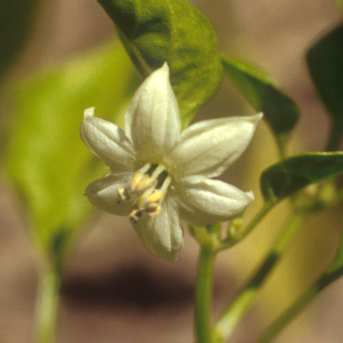 Cayenne - Capsicum annuum - 10 ml