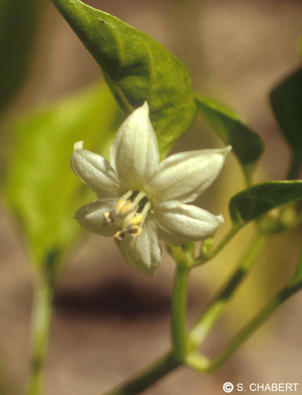 Cayenne - Capsicum annuum - 10 ml 2 Cayenne - Capsicum annuum - 10 ml