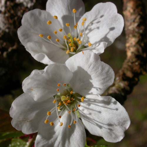 Cerisier sauvage - Prunus avium - 10 ml