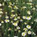 CAMOMILLE ROMAINE (anthemis nobilis) BIO, composées - en 2ml, 5ml, 10ml