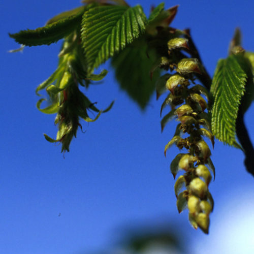 Charme - Hornbean - No 17 (10ml)