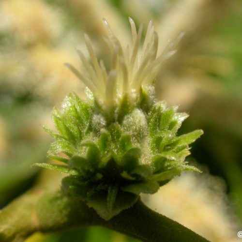 Châtaignier - Sweet chestnut - No 30 (10ml)