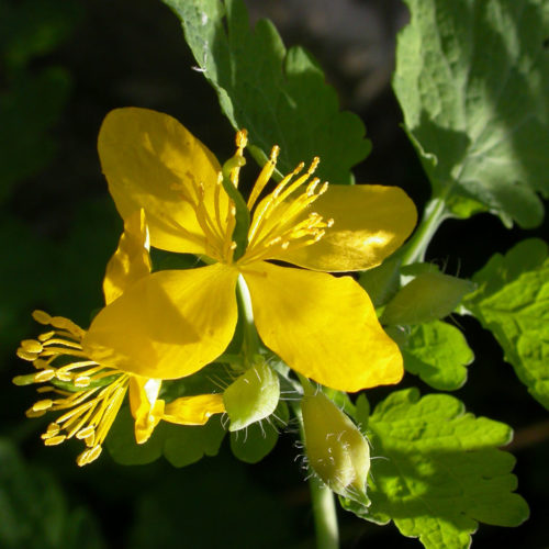 Chélidoine - Chelidonium majus - 10 ml