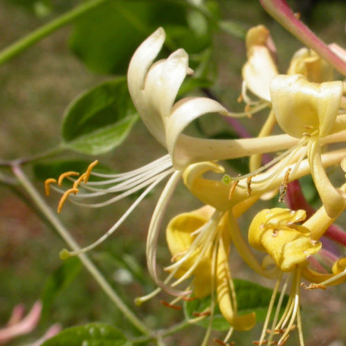 Chèvrefeuille - Honeysuckle - No 16 (30ml)