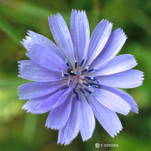 Chicorée -Chicory -No 8 (10ml)