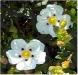CISTE (cistus ladaniferus) BIO, cistacées - en 2ml, 5ml, 10ml 2 CISTE (cistus ladaniferus) BIO, cistacées - en 2ml, 5ml, 10ml